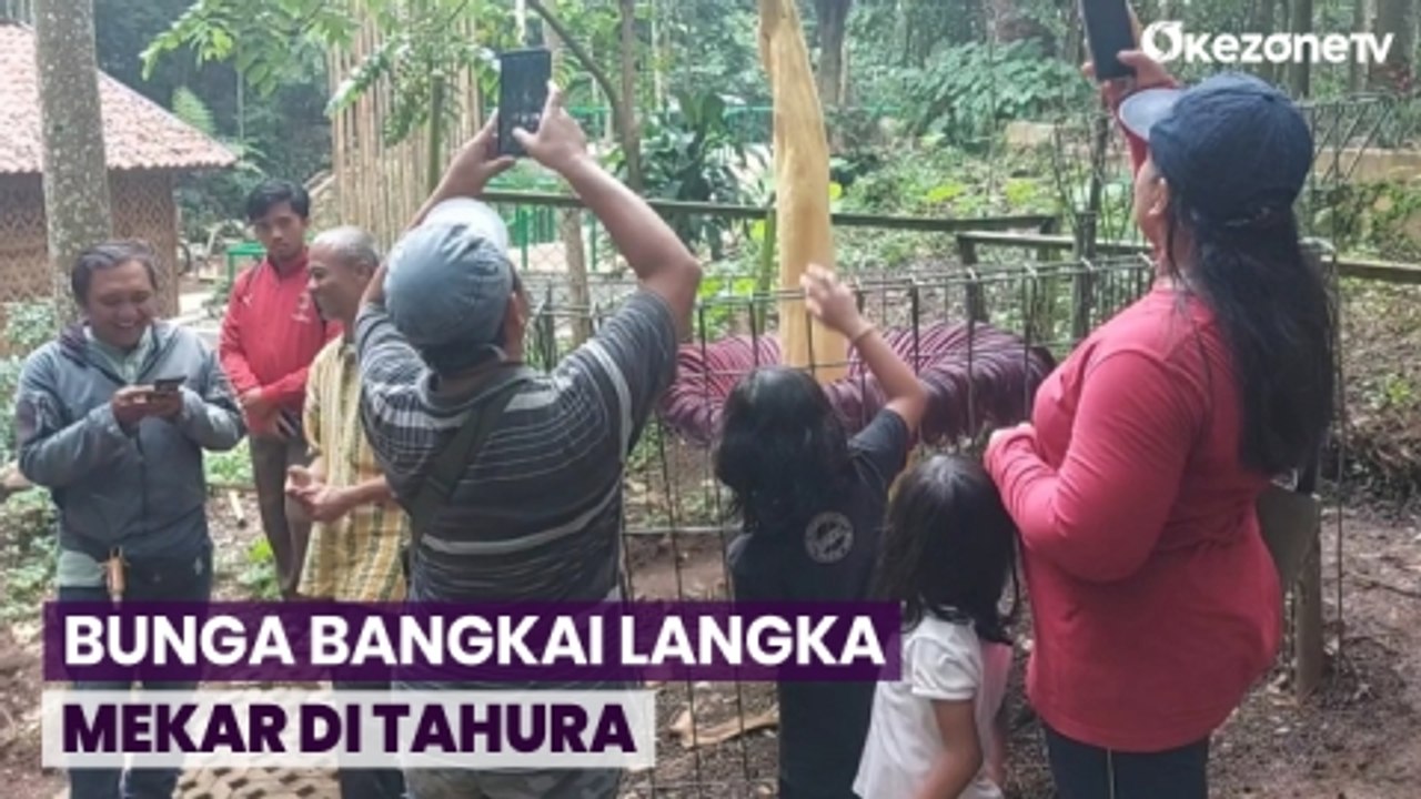 Bunga Bangkai Langka Berukuran Raksasa Mekar di Tahura Bandung
