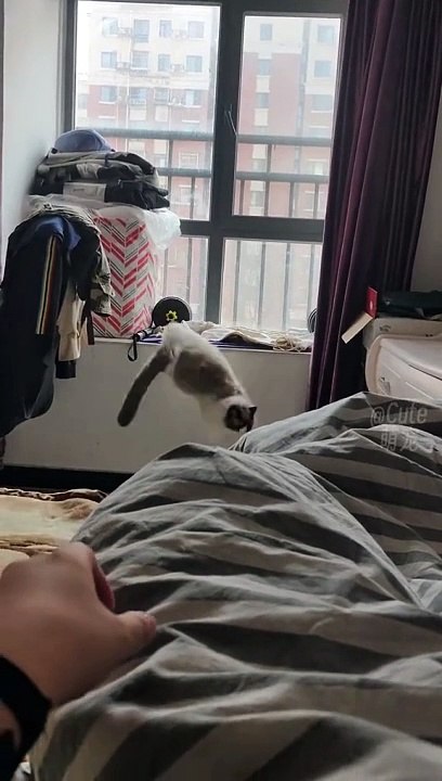 Just Funny Animal Part 14