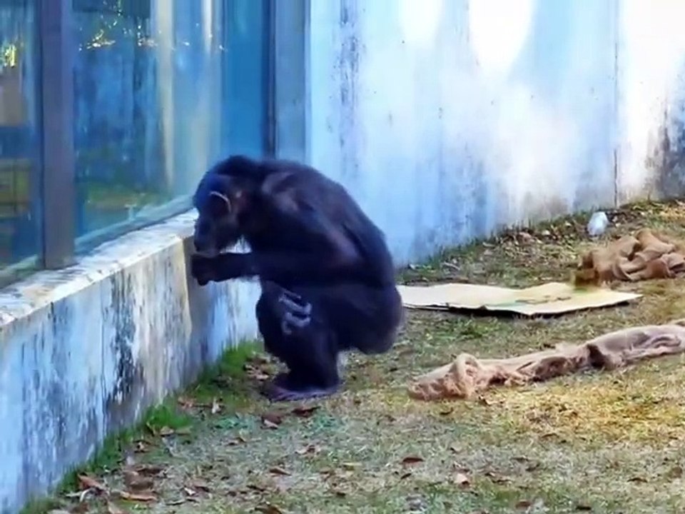 Just Funny Animal Part 19