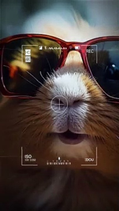 Just Funny Animal Part 17