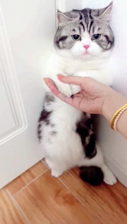 Cute Cat--_shorts