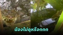คนเลี้ยงจระเข้ เปิดประตูโผล่ทักทายน้อง ก่อนสะดุ้งเฮือก !