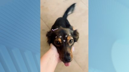 Cachorrinha resgatada amordaçada ganha nova família