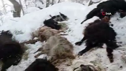 Van'da ağılda çıkan yangında 40 keçi telef oldu