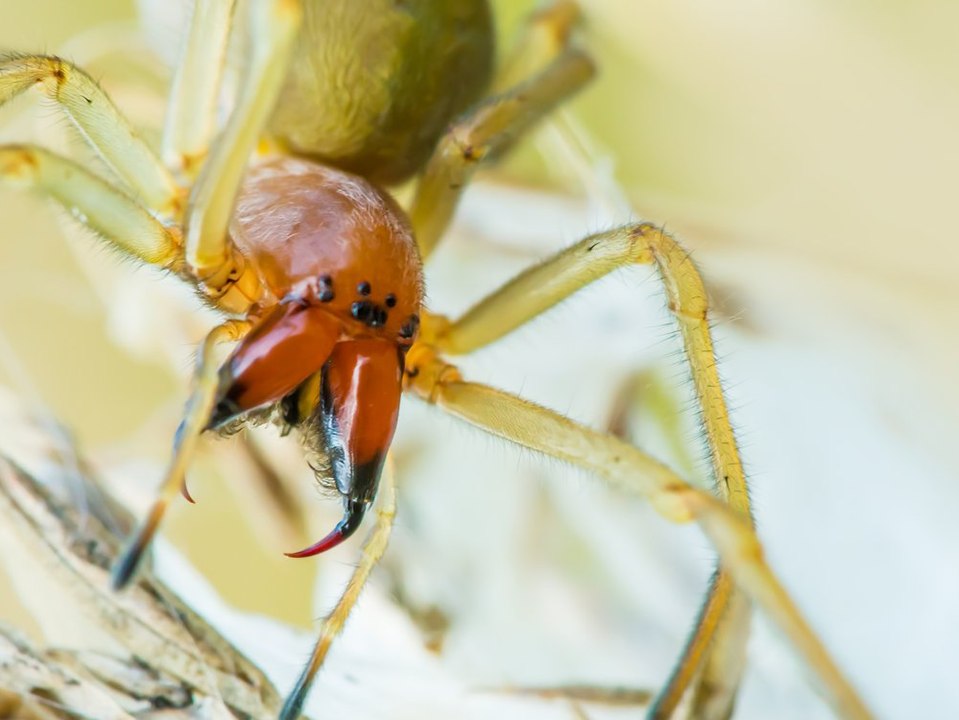 Finger weg! das sind die giftigsten tiere deutschlands