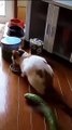 cat scared from cucumber funny #shorts #reels #fbreels #cats #funny #funnycats #animals #funnyvideo