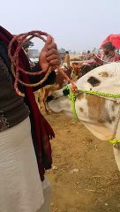 خوبصورت بیل اقبالنگر منڈی میں