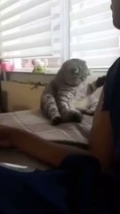 The Ultimate Cat Comedy Compilation 