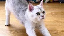 Cat,_you_are_really_talented._#cat_#source_#funny_#fyp