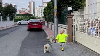 Hilarious toddler takes dog for a walk