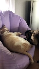 This is boi and he has taken over my new purple chair at the beauty parlor! I’m just making sure he has no bugs!