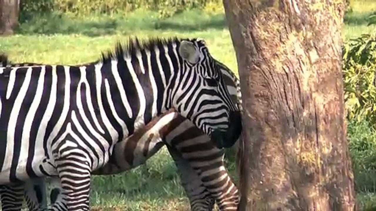 ZEBRA AT NAKURU