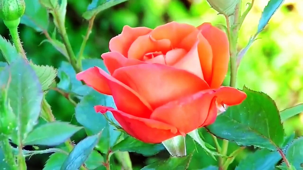 Yasin _ Surah Yaseen Full _ Beautiful Quran Recitation Of Surah Yasin ( سورہ یس )(720P_HD)