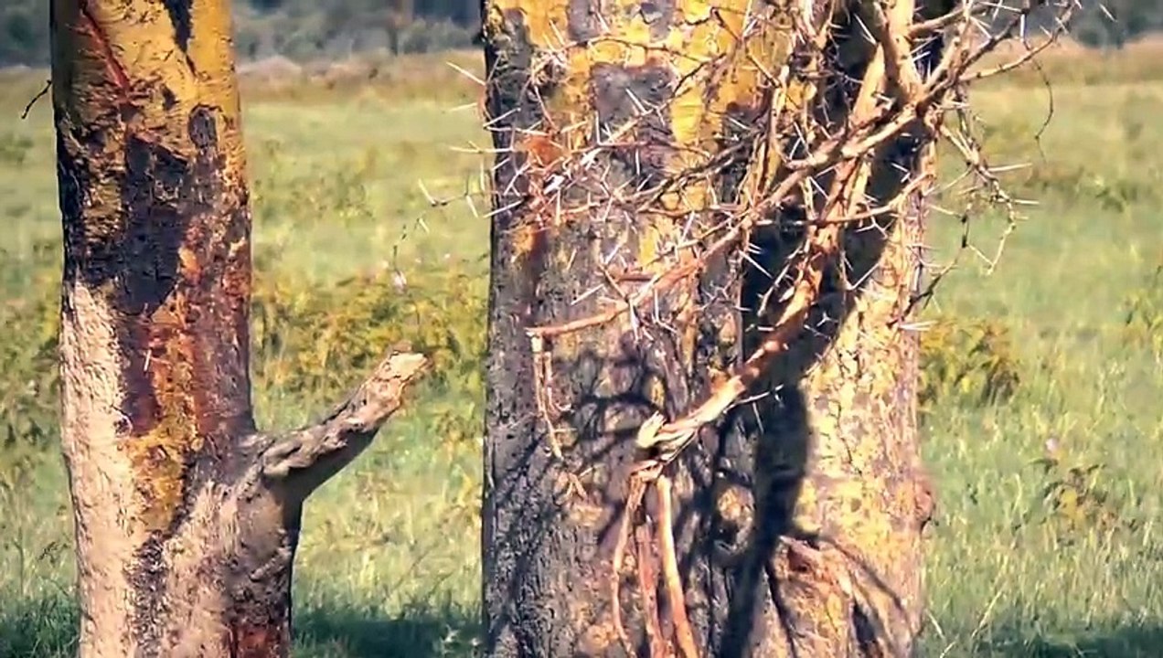 Thomson's gazelle in Nakuru