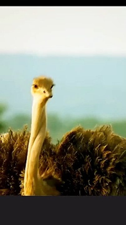 common ostrich vs hyena #animals #viral