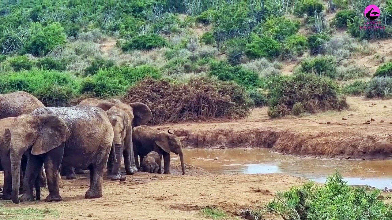 elefante, lama