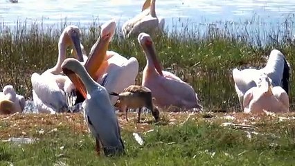 Birds Paradise Nakuru