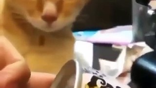 funny and cute cats #shortvideo #shorts