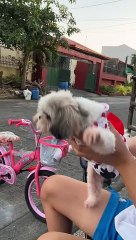 Shih Tzu Puppy Does a Ninja Kick