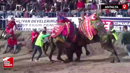 Antalya'da develer kıyasıya güreşti