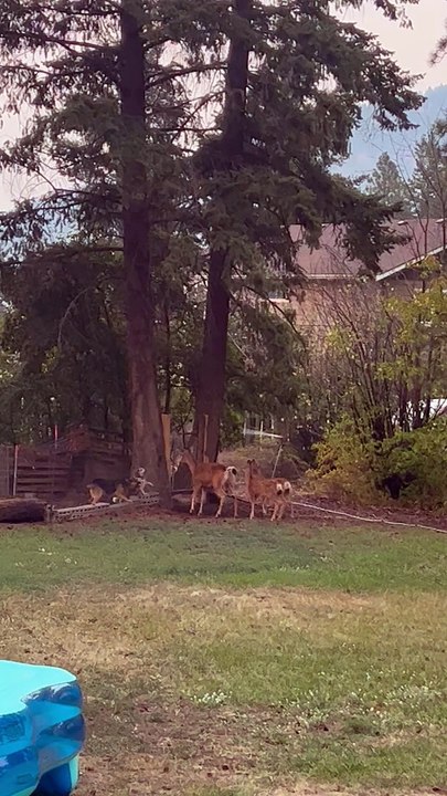 Dogs and Deer Face Off