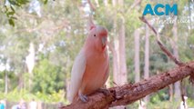 Record number of Australian threatened species