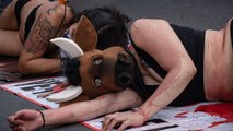 Protestan contra corridas de toros en CDMX