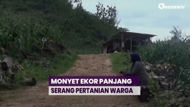 Kehabisan Makanan, Monyet Ekor Panjang Serang Lahan Pertanian di Yogyakarta