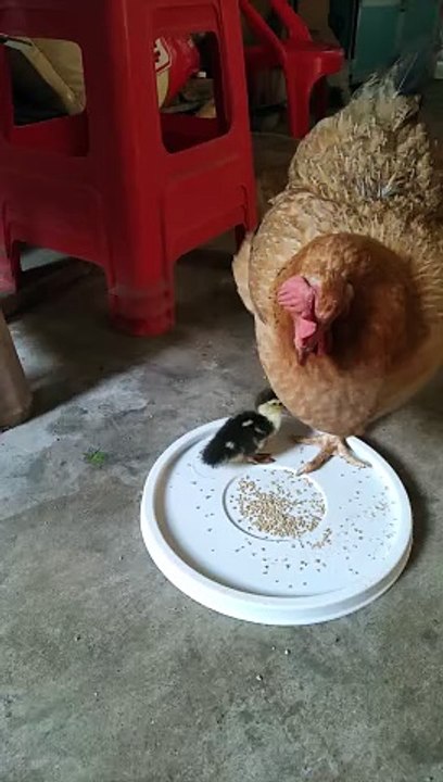 Hen Hit The Duck Chick | Animals Videos | Hen Want To Eat Food | Hungary Pets | Pets Videos #animals