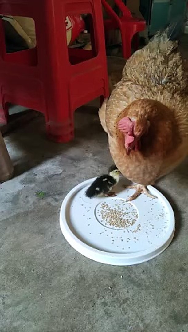 ⁣Hen Hit The Duck Chick | Animals Videos | Hen Want To Eat Food | Hungary Pets | Pets Videos #animals