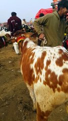 خوبصورت بیل اقبالنگر منڈی میں