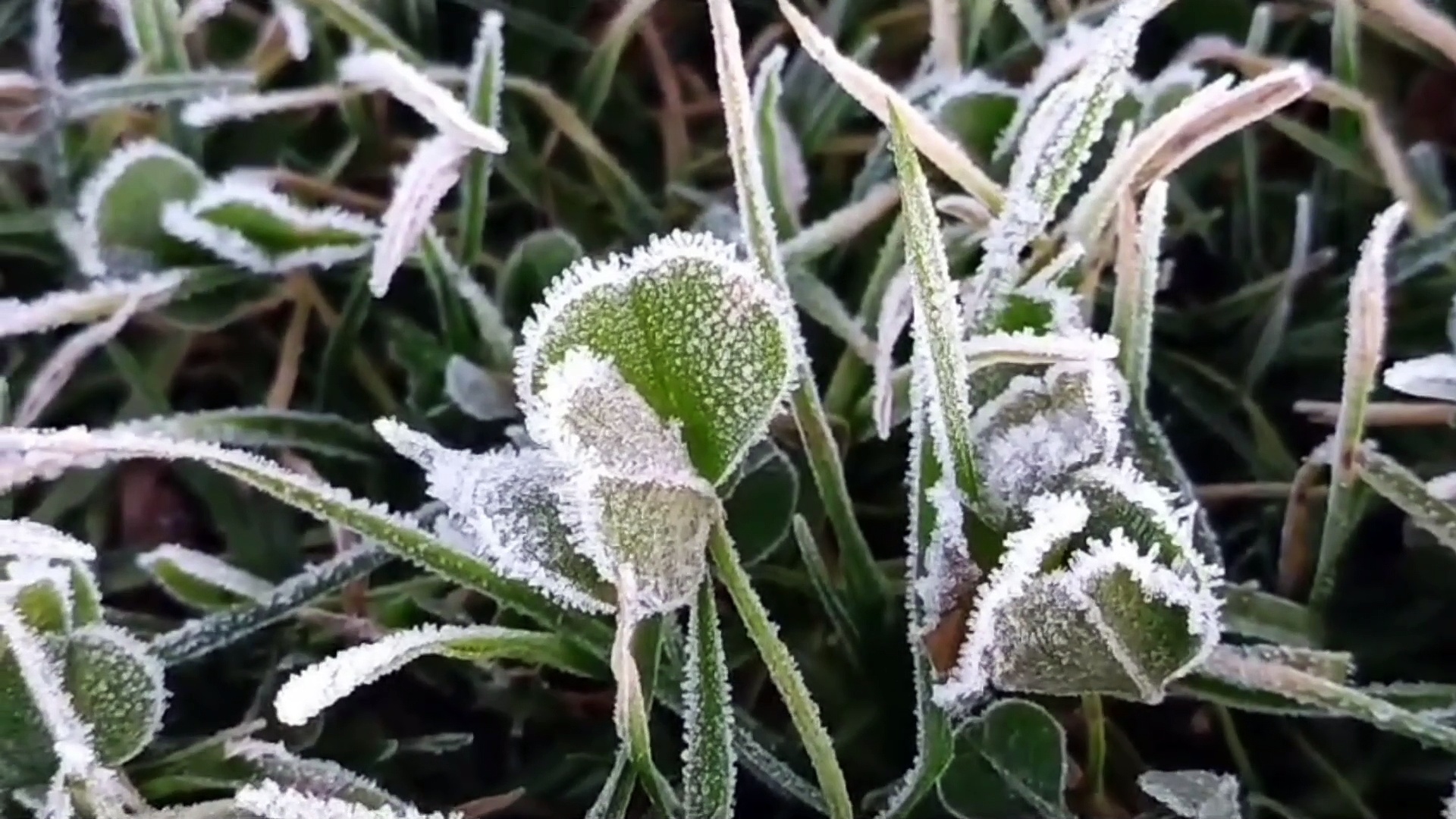 பனிப்போர்வை போர்த்தியது போல் காட்சியளிக்கும் நீலகிரி; கடும் பனிப்பொழிவால் மக்கள் அவதி