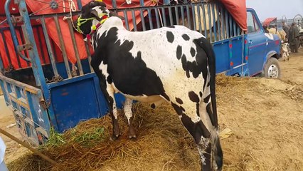 منڈی میں خوبصورت بیلیں  اقبالنگر