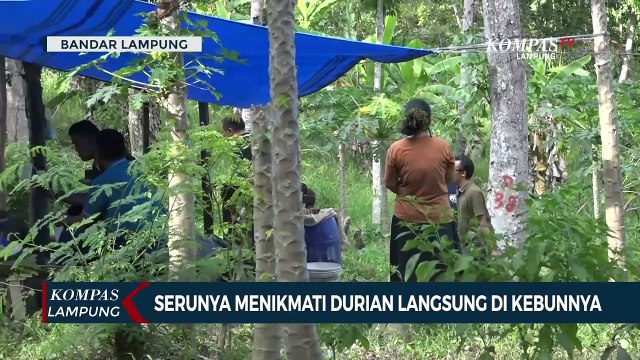 Serunya Menikmati Buah Durian Langsung di Kebunnya