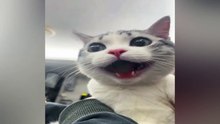 New Funny Videos 2024  Cutest Cats and Dogs