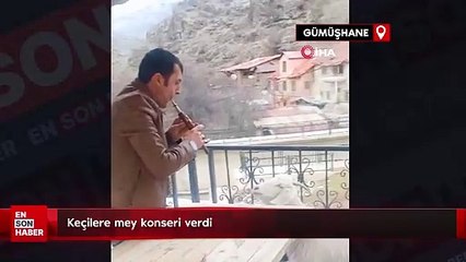 Mey çalıp keçileri mest etti
