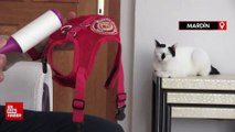 Mardinli iftaiye enkazdan çıkardığı kediyi yanından ayırmıyor