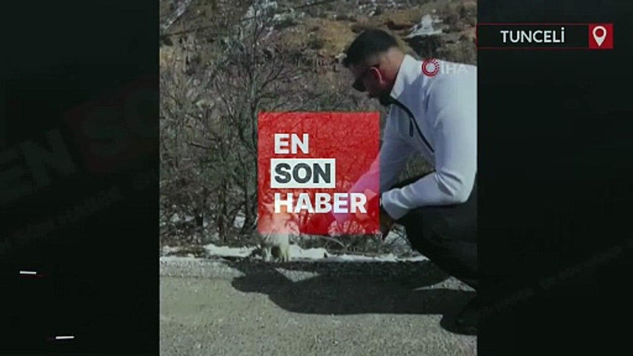 Tilkiye elleriyle çubuk kraker yedirdi