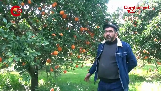 Nazillili portakal üreticisi isyan etti: Para kazanmıyoruz, ağaçları kesmek için sıra bekliyoruz!