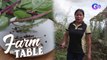 Get to Know the Alugbati Plant! | Farm To Table