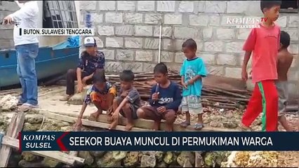 Seekor Buaya Muncul Di Permukiman Warga