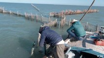 Tunisia: Sustainable fishing with traditional charfia technique