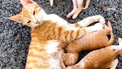 Elle boit un café au centre commercial : tout à coup, une ombre lui saute dessus