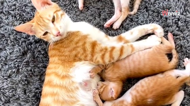 Elle boit un café au centre commercial : tout à coup, une ombre lui saute dessus