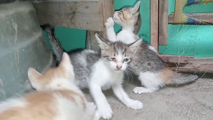 The GOOD The BAD and the INTROVERT Kitten  Cats Cat videos Meow Cat sound