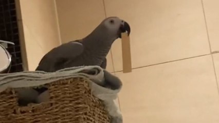 Grey parrot shamelessly asks its owner if she's a lesbian *Hilarious*