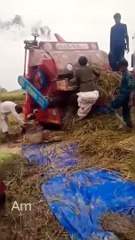 #wheat #foryou #decent #shortsyoutube #sindh #field #2024