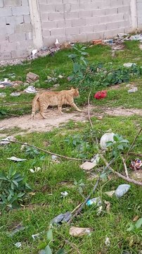 قط قطط جميلة /قطط مضحكة /قطط مشاكسة cats/ cat/ kitten /funny cat