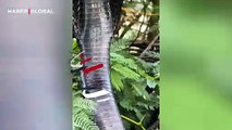 Dünyanın en zehirli yılanı Kral kobra yakından görüntülendi!