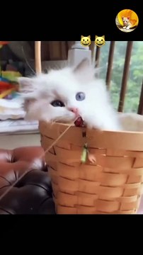 cute kitty playing | cute cat | cute kitten